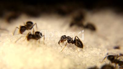 Black ants Eating white sugar