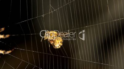 Close-up of Cross spider is hunting