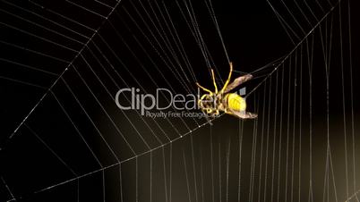 Close-up of Cross spider is hunting