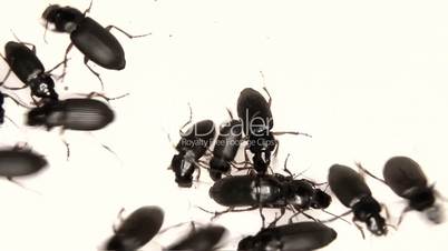 Black bugs isolated on white