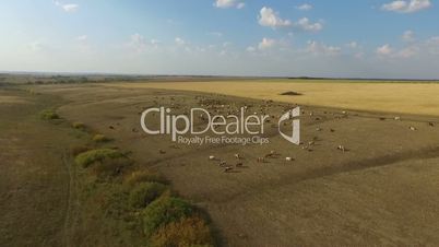 A herd of cows on pasture