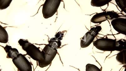 Black bugs isolated on white