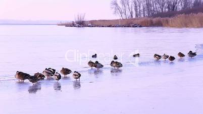 Many mallards on the lake in winter