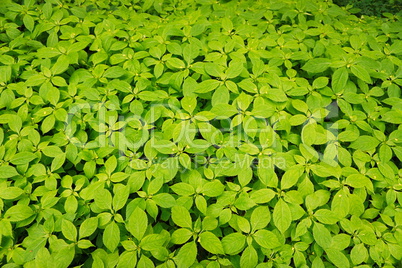 grüner Pflanzenteppich