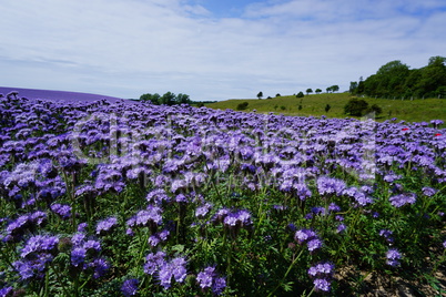 Büschelschön-Feld