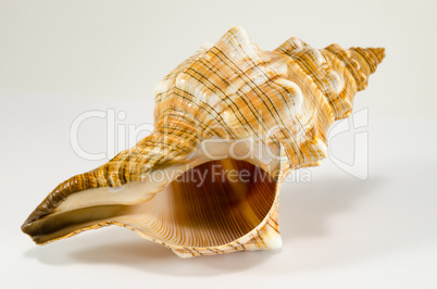 Sea shell souvenir