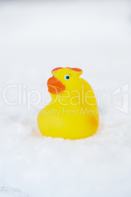 Yellow duck