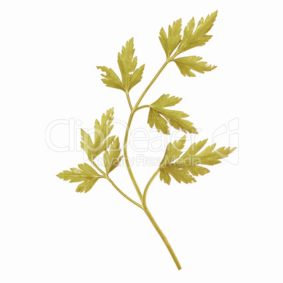 Retro looking Parsley aka cilantro isolated