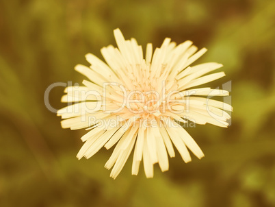 Retro looking Dandelion