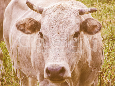 Retro looking Fisheye view of Cow mammal