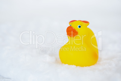 Yellow duck