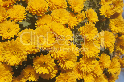 Orange flowers in the garden