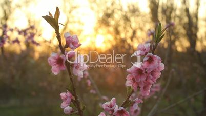 peach blossom with sunshine in the evening