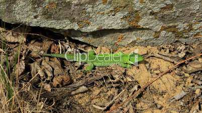 Green lizard basking near stone