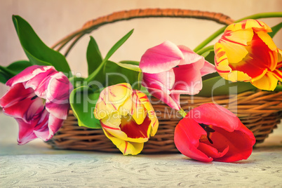 Beautiful tulips in a wicker basket on the table.