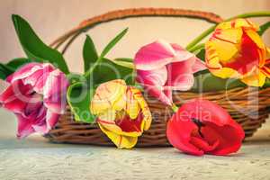 Beautiful tulips in a wicker basket on the table.