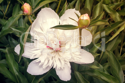 Blossoming peony among green leaves