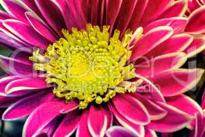 Beautiful flower red chrysanthemum.