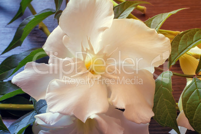 White oleander flower closeup.