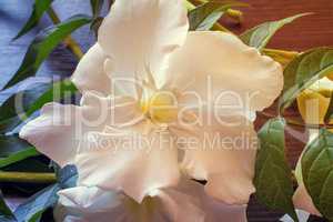 White oleander flower closeup.