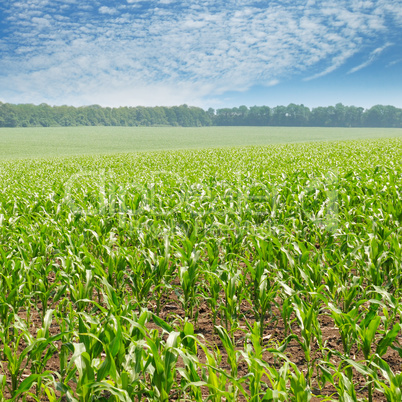 green corn field and blue sky