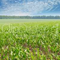 green corn field and blue sky