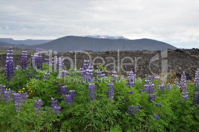 Lupinen am Hverfell