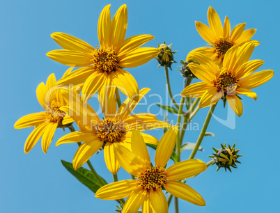 Jerusalem artichoke on background a blue sky