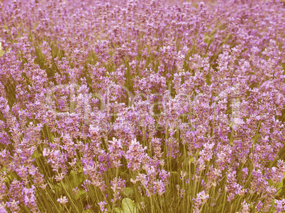 Retro looking Lavender flowers