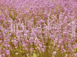 Retro looking Lavender flowers