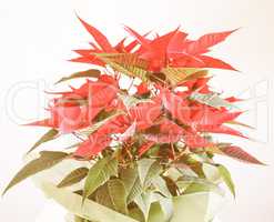 Retro looking Poinsettia Christmas star