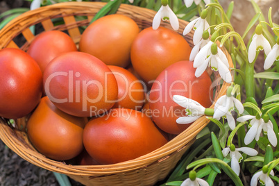 Easter eggs in a wicker basket and snowdrops.