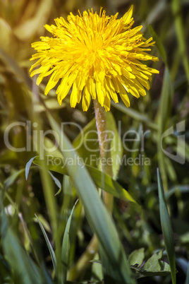 Blooming dandelions in the grass.