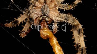 Close-up of Cross spider is eating an insect