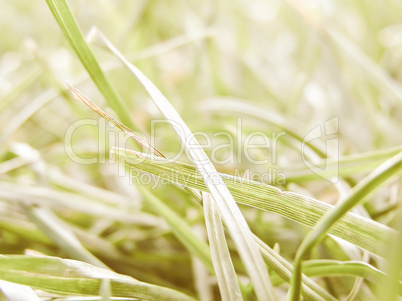 Retro looking Grass meadow weed