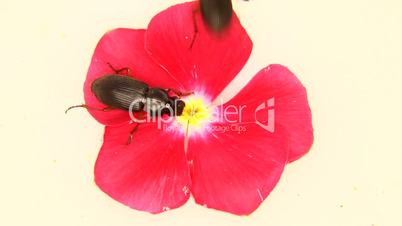 Black bugs isolated on white and a pink flower