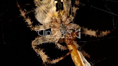 Close-up of Cross spider is eating an insect