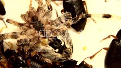 Black, yellow and grey insects are fighting isolated on white