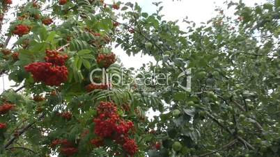 Red ashberry sways in the wind