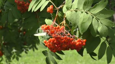 Red ashberry sways in the wind