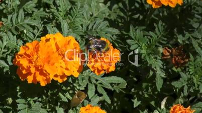 Bumblebee on flower