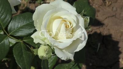 White Rose swaying in the wind