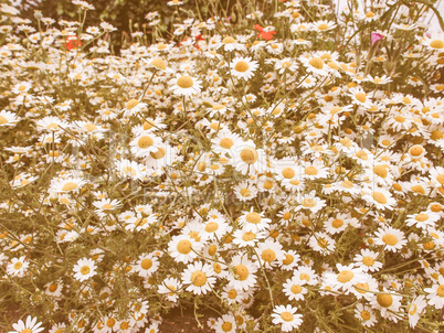 Retro looking Camomile flower