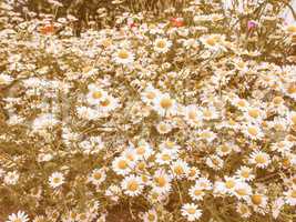 Retro looking Camomile flower