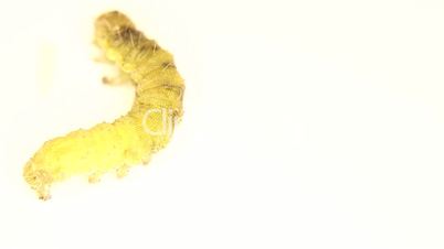 Brown and yellow caterpillar moving on white