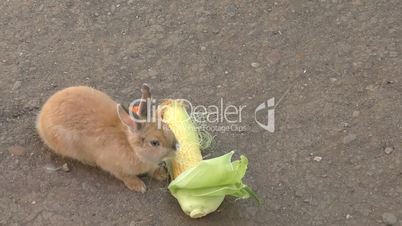Rabbit eats corn