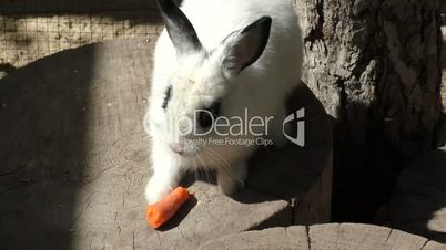 Little rabbit eats carrots