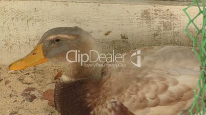 Duck on farm