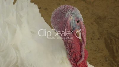Turkey at the farm