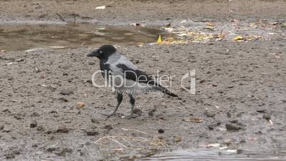 Grey Crow (LAT. Corvus cornix) or Hoodie